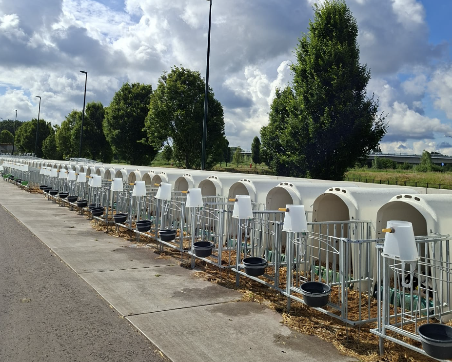 Rijen witte, gewelfde kalverhutten met zwarte voerbakken staan langs een verhard pad achter metalen hekken, onder bomen en dramatische wolken.