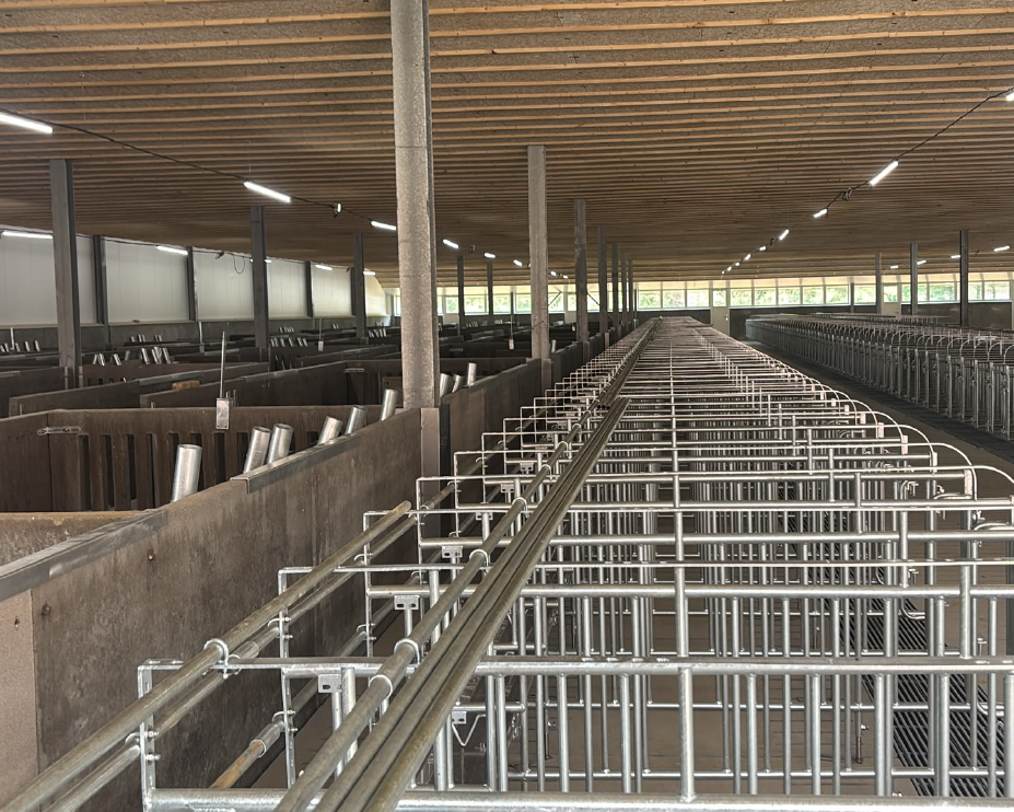 Ruime, moderne veestal van Pádpuzsta met rijen lege roestvrijstalen boxen, betonnen looppaden, een plafond van houten latten en veel lichtinval door ramen, wat zorgt voor een geordende uitstraling.